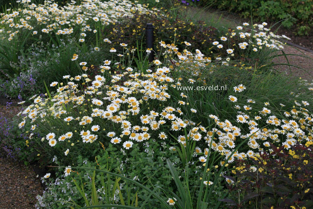 Anthemis hybrida 'Sauce Hollandaise'