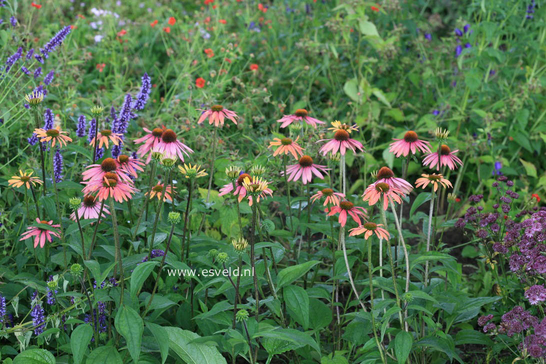 Echinacea purpurea 'Pica Bella'