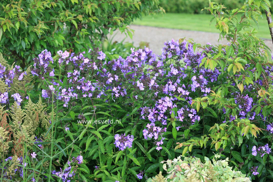 Phlox paniculata 'Blue Paradise'