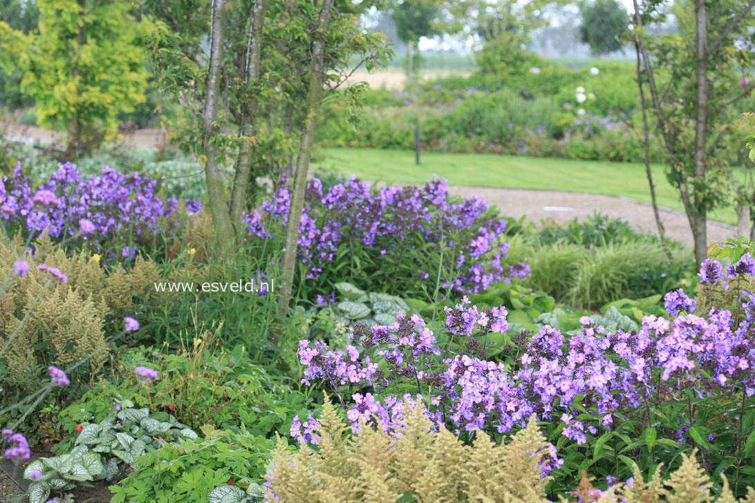 Phlox paniculata 'Blue Paradise'