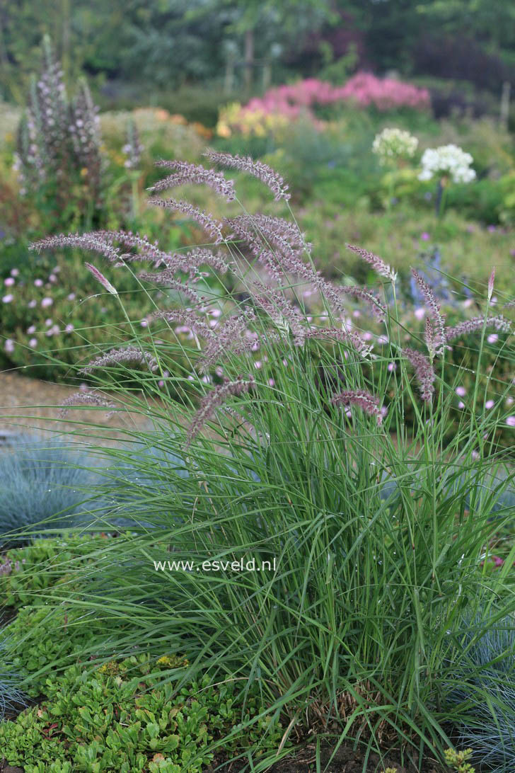 Pennisetum orientale 'Karley Rose'