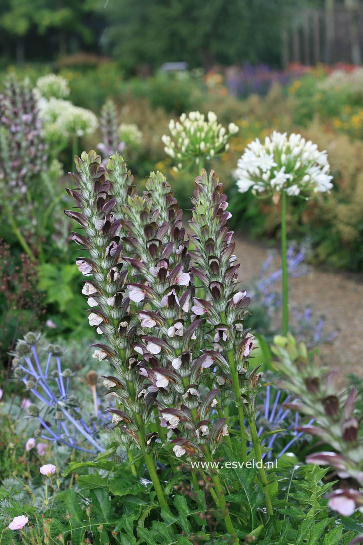 Acanthus hungaricus