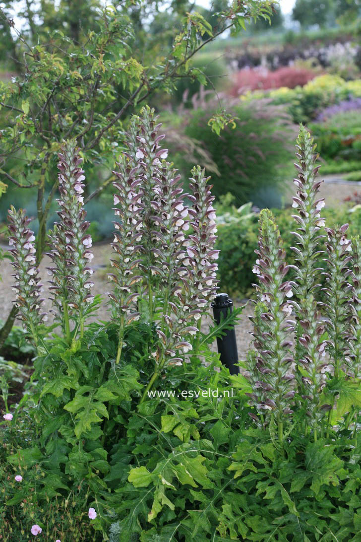 Acanthus hungaricus