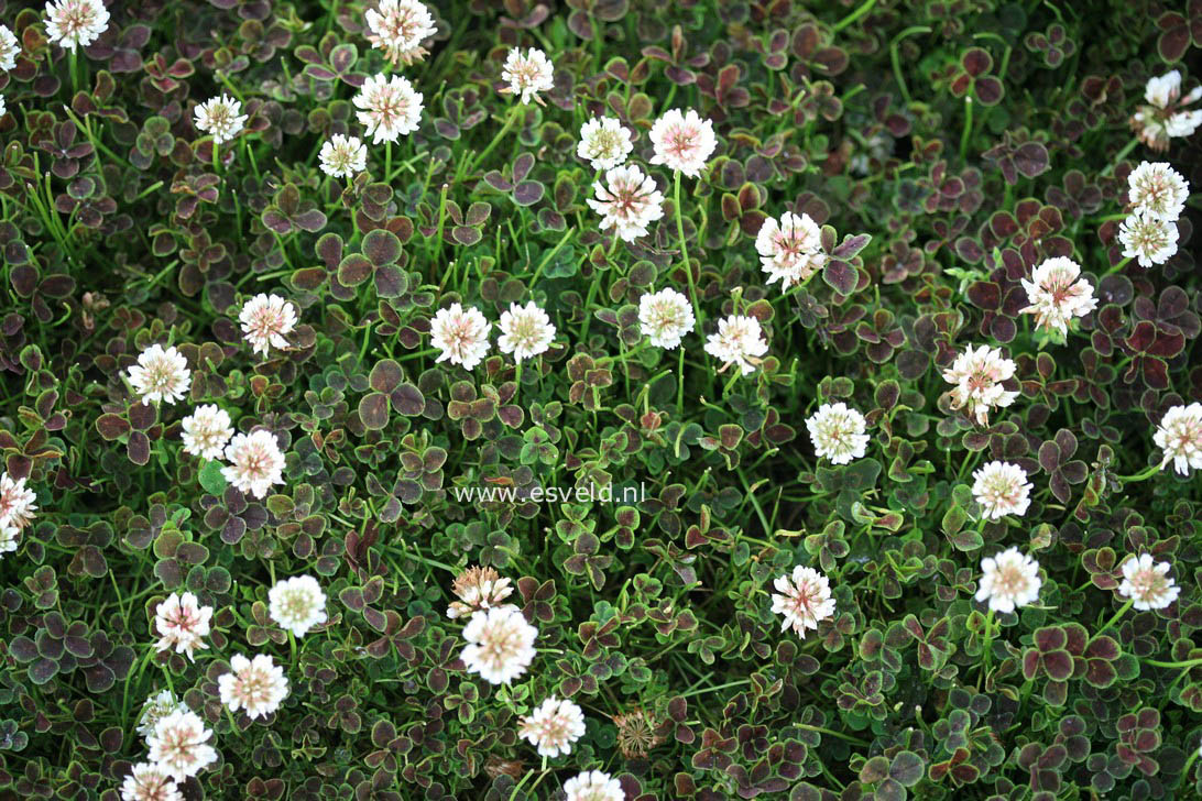 Trifolium repens 'Pentaphyllum'