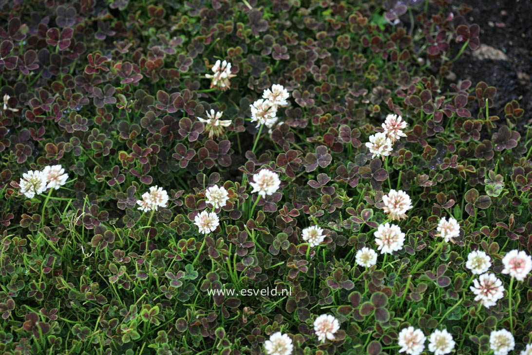 Trifolium repens 'Pentaphyllum'