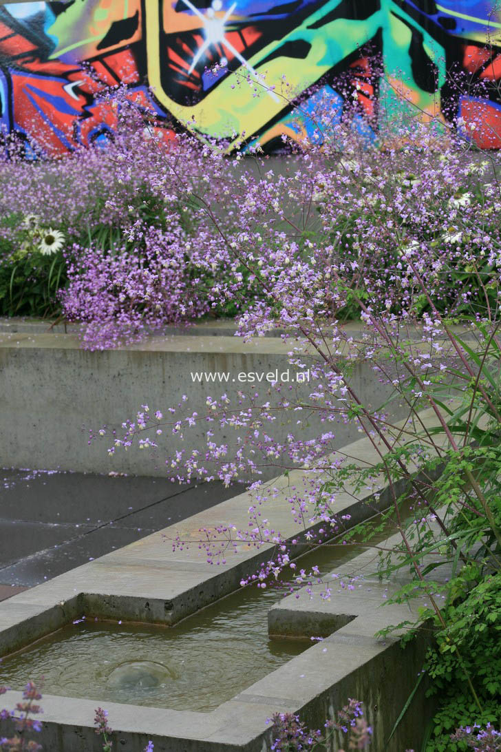 Thalictrum delavayi