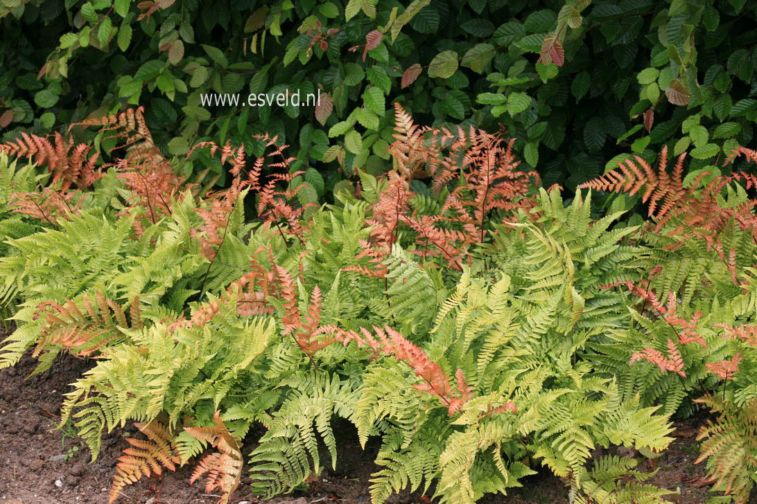 Dryopteris erythrosora