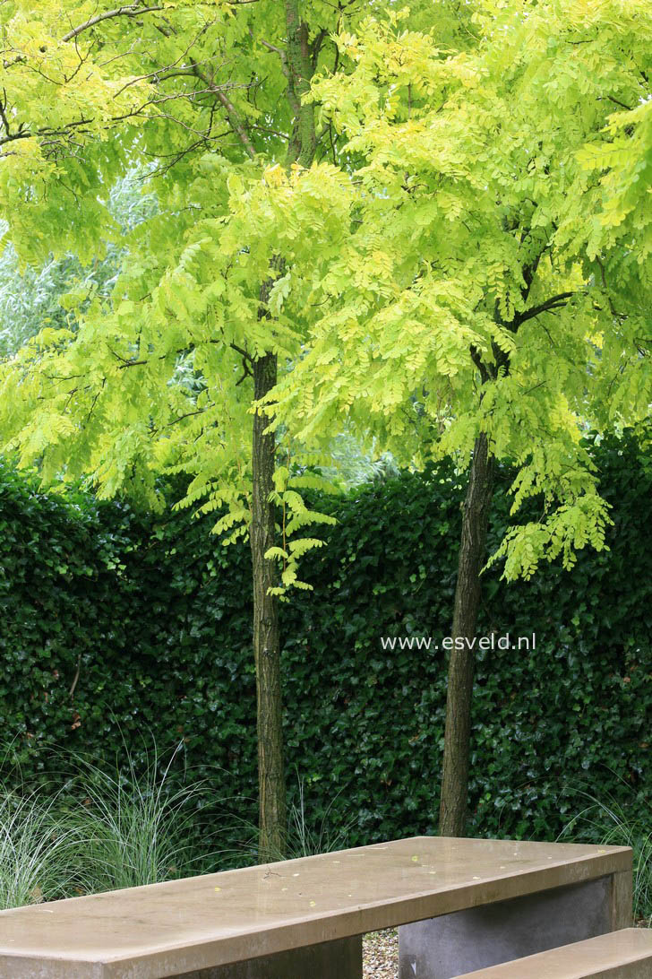 Robinia pseudoacacia 'Frisia'