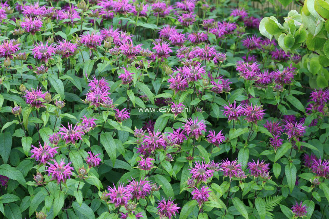 Monarda 'Blaustrumpf'