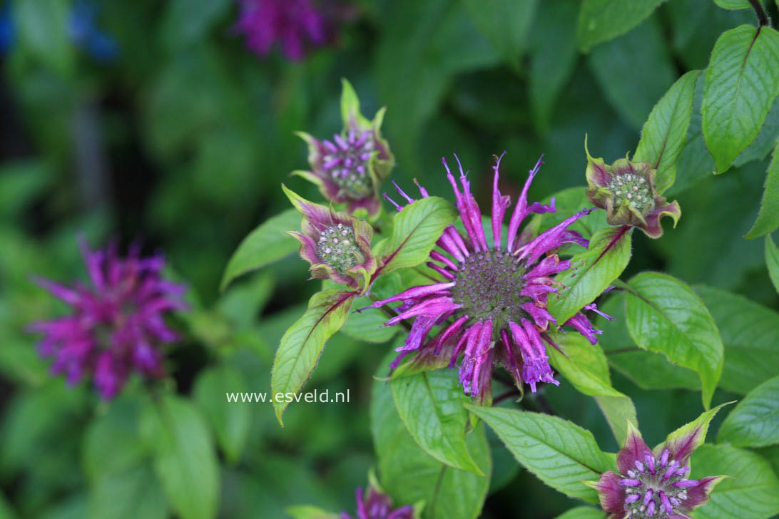 Monarda 'Blaustrumpf'