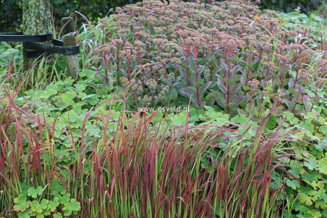 Imperata cylindrica 'Red Baron'