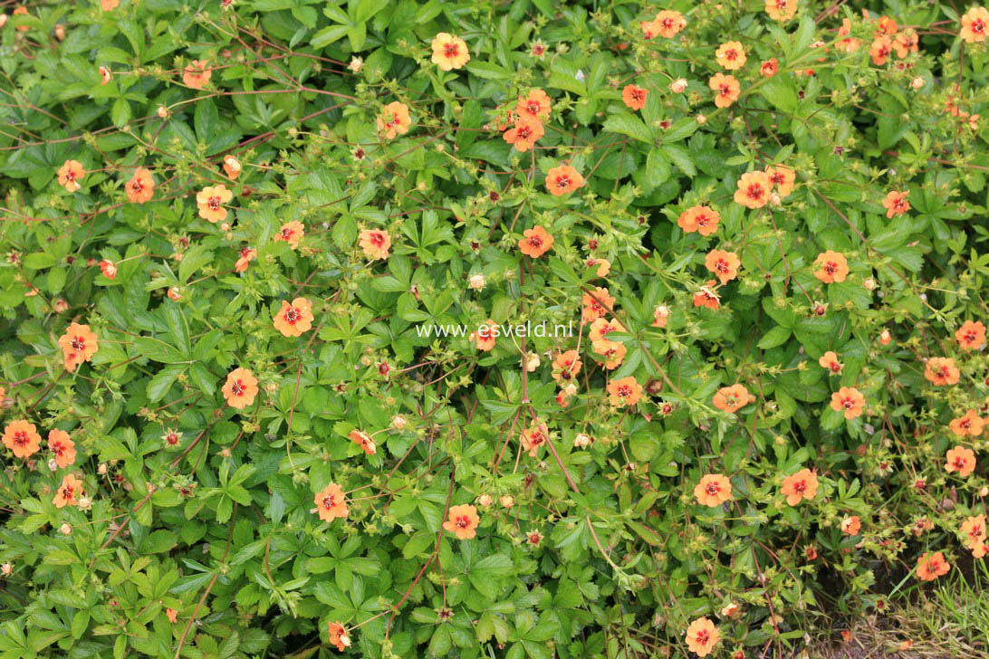 Potentilla tonguei