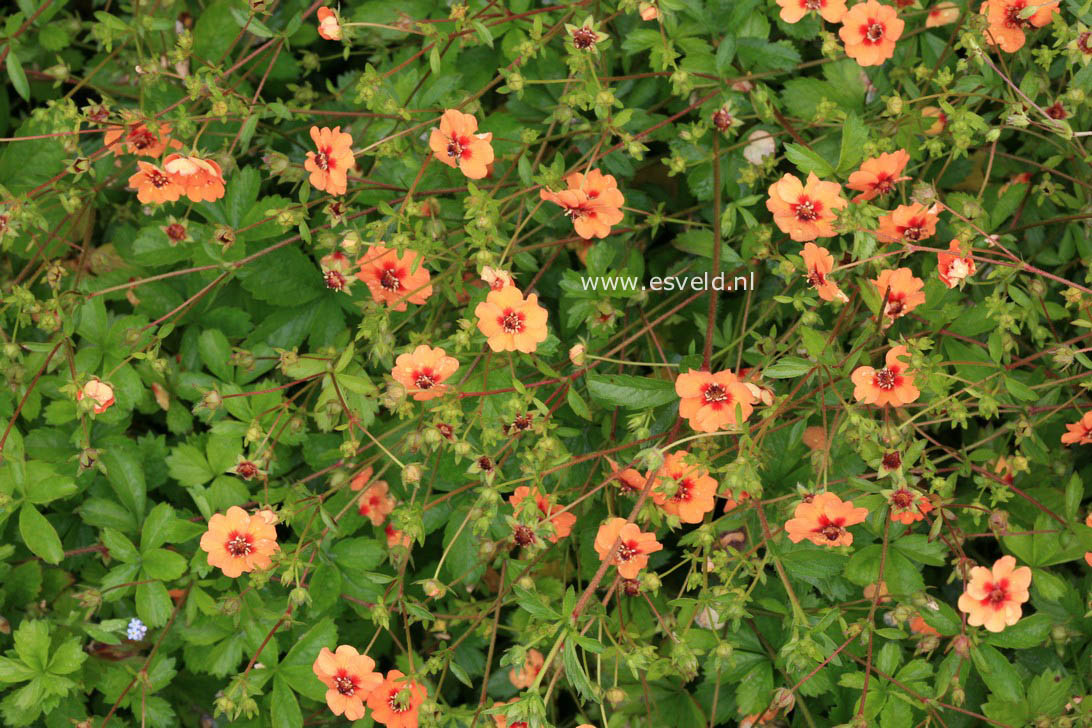 Potentilla tonguei