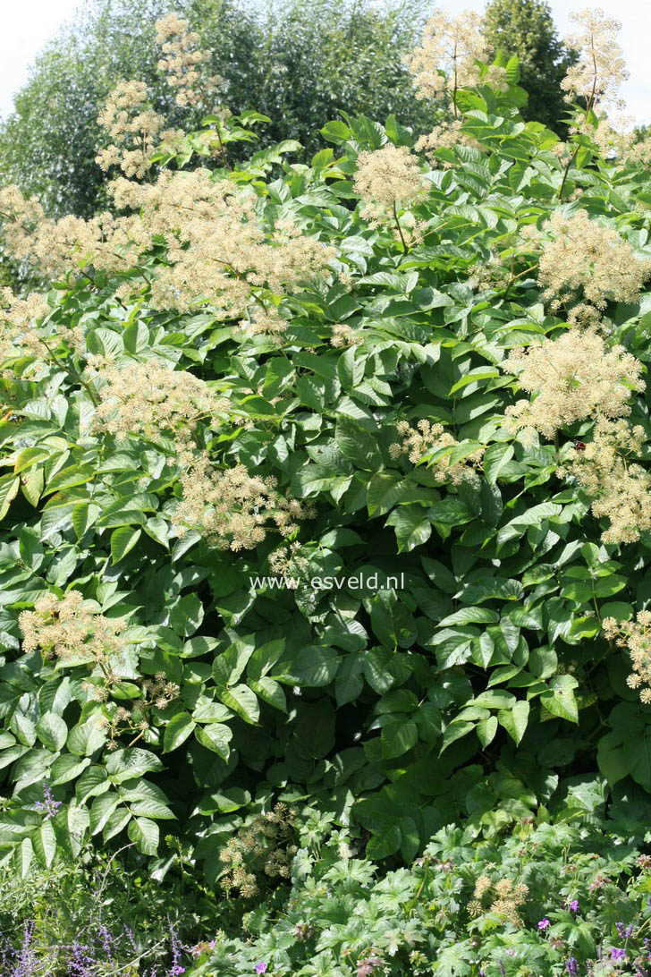 Aralia cordata