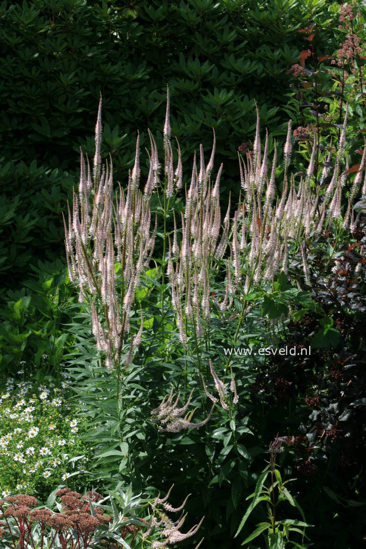 Veronicastrum virginicum 'Pink Glow'