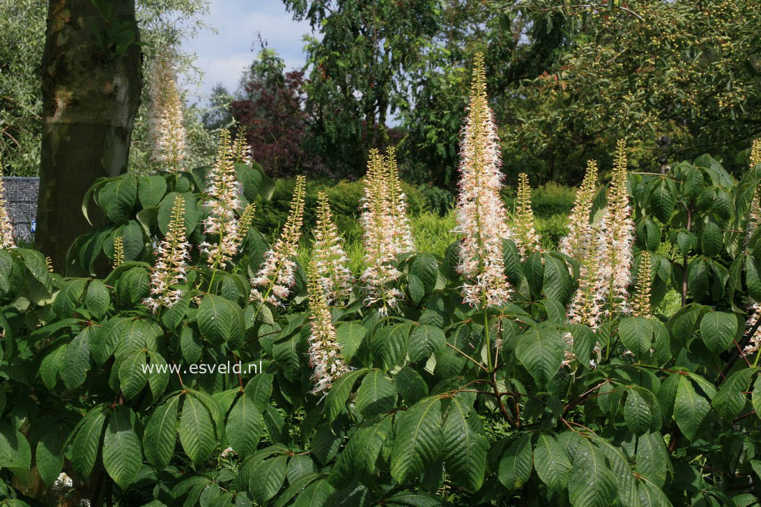 Aesculus parviflora