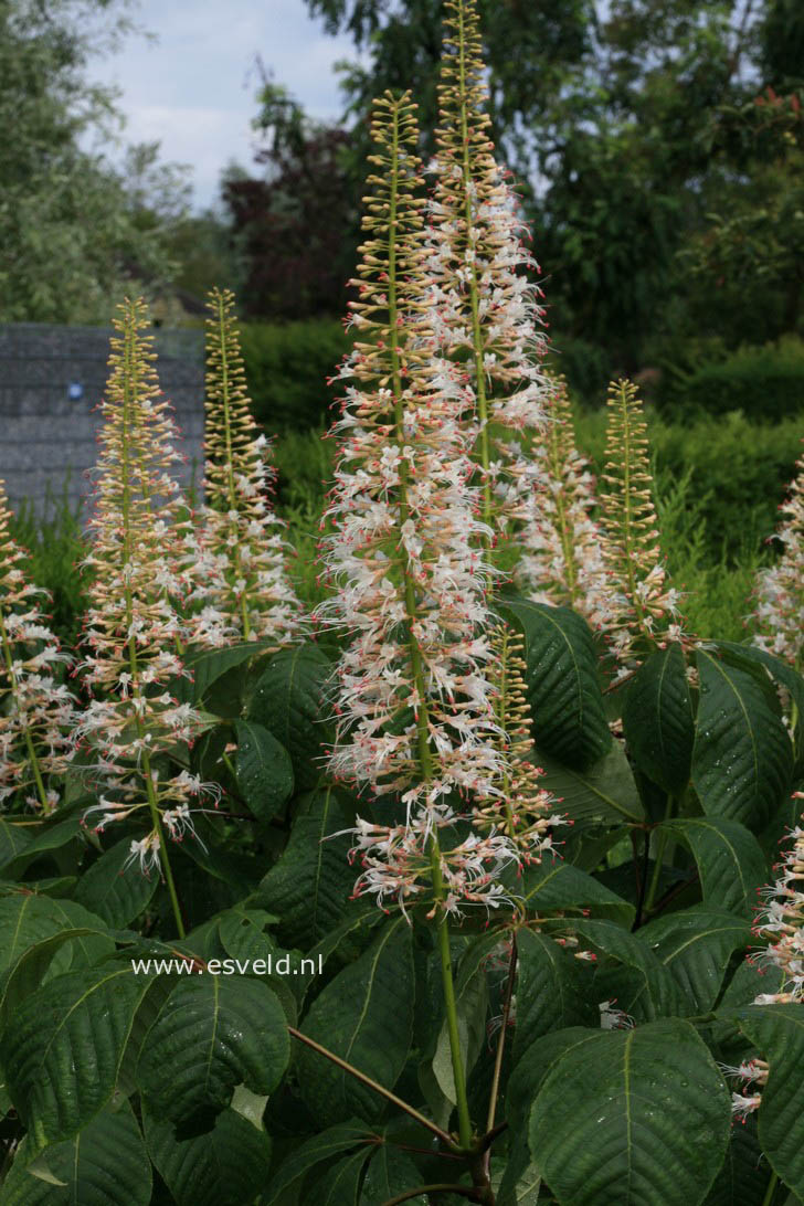 Aesculus parviflora