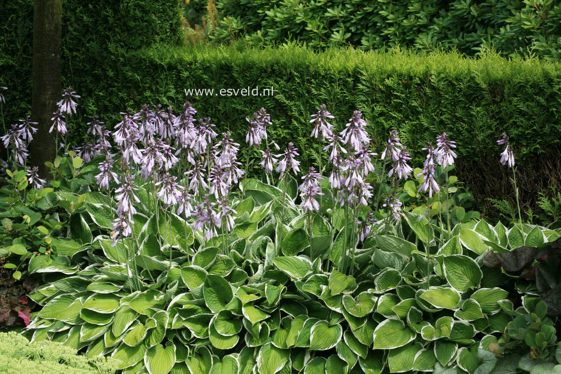 Hosta fortunei 'Aureomarginata'