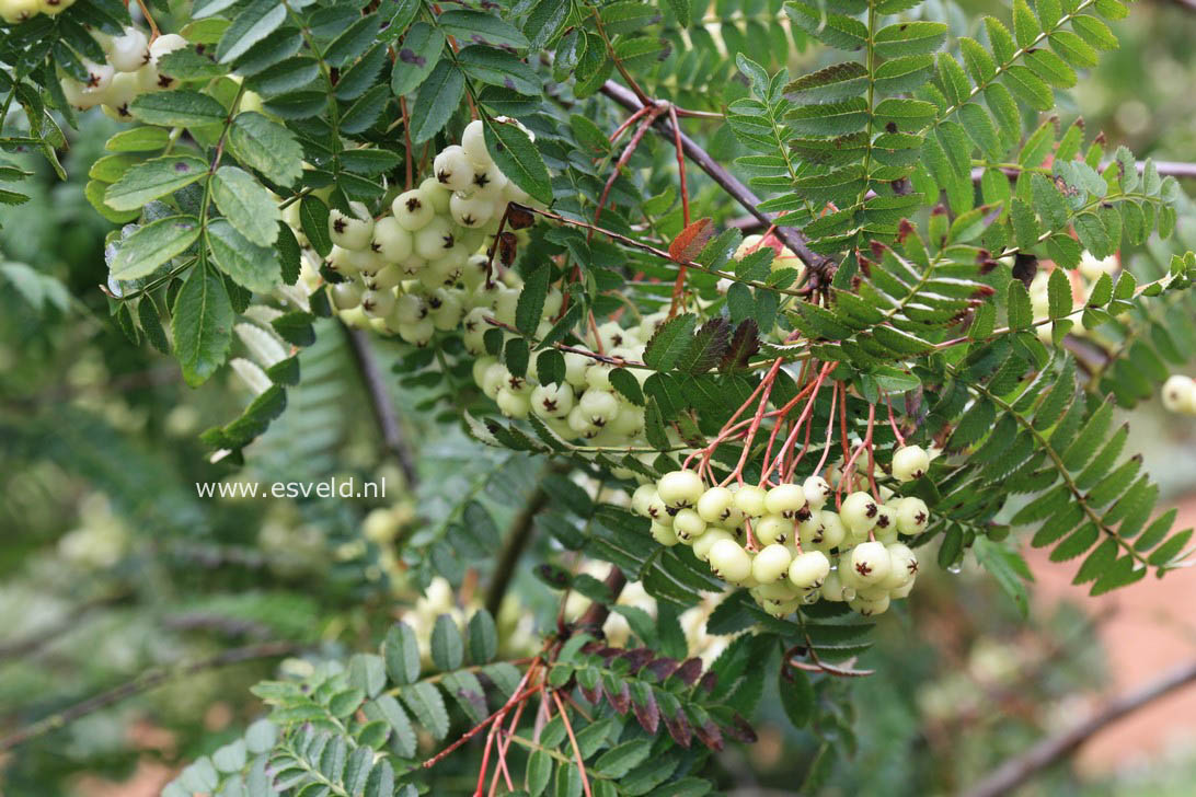 Sorbus frutescens