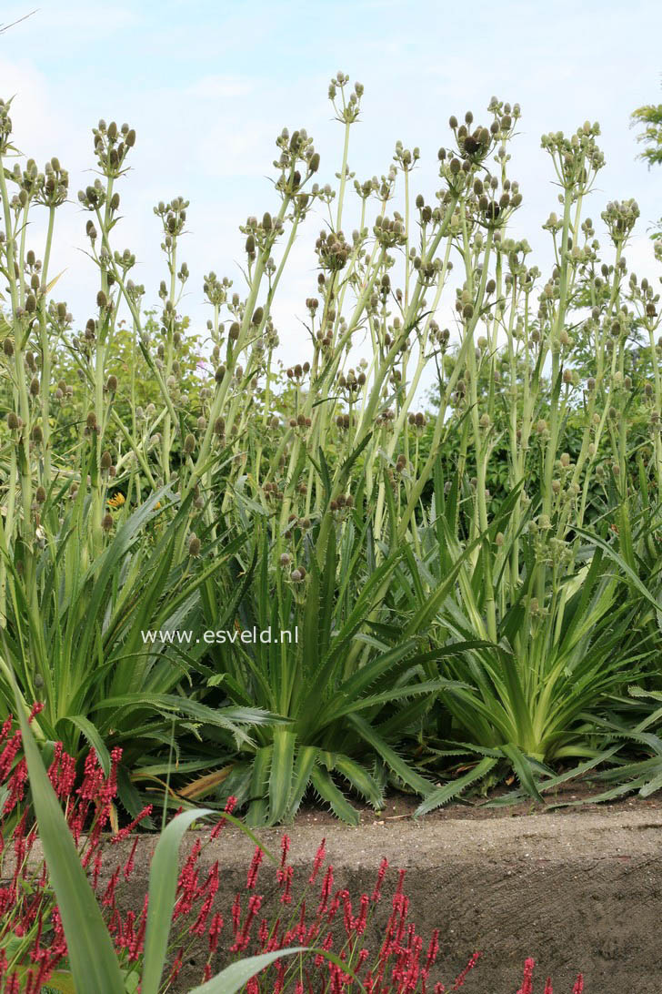 Eryngium agavifolium