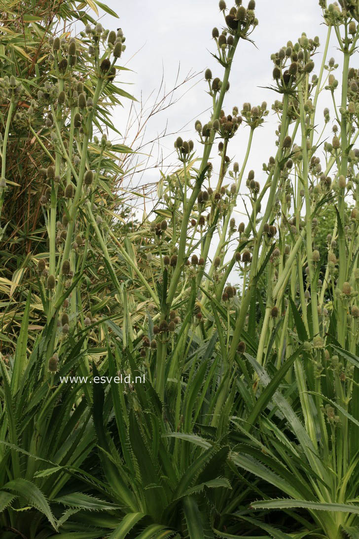 Eryngium agavifolium