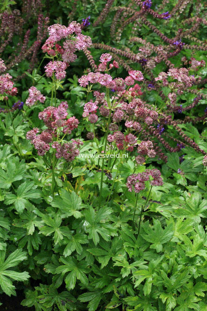 Astrantia carniolica 'Rubra'