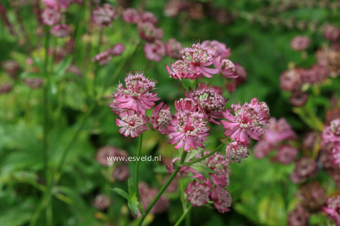 Astrantia carniolica 'Rubra'