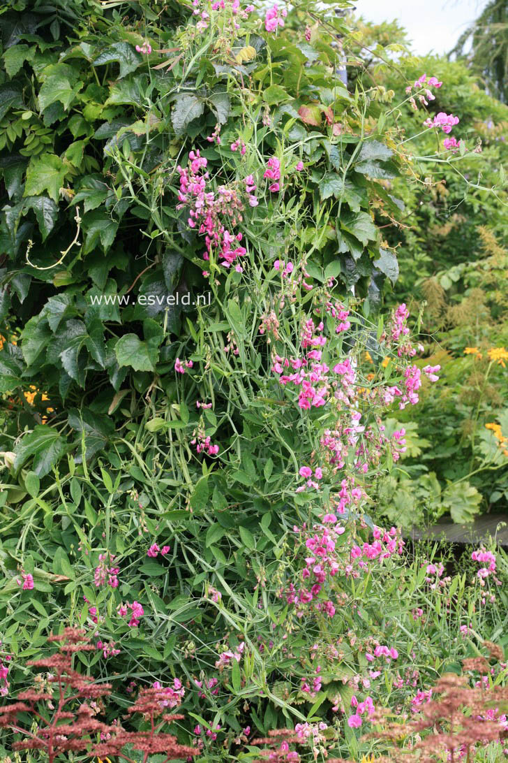 Lathyrus latifolius 'Red Pearl'