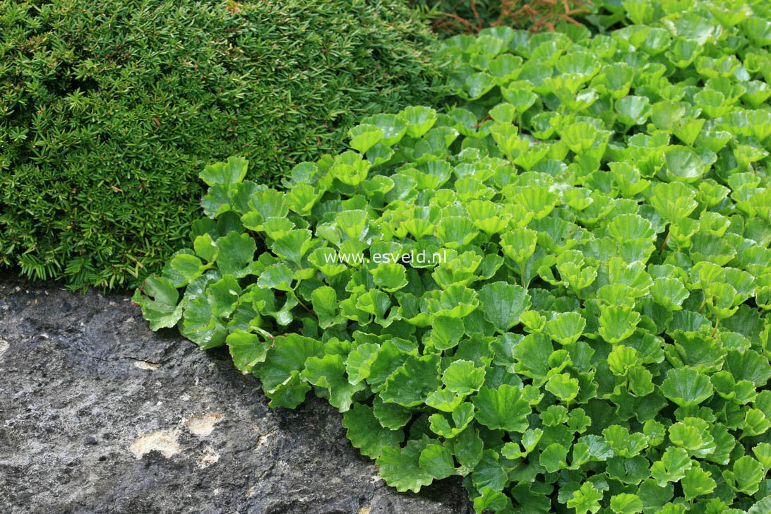 Gunnera magellanica