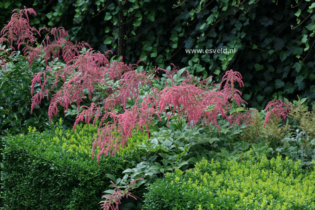 Astilbe 'Straussenfeder'