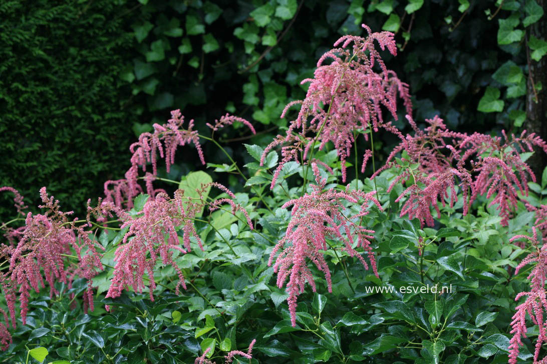 Astilbe 'Straussenfeder'