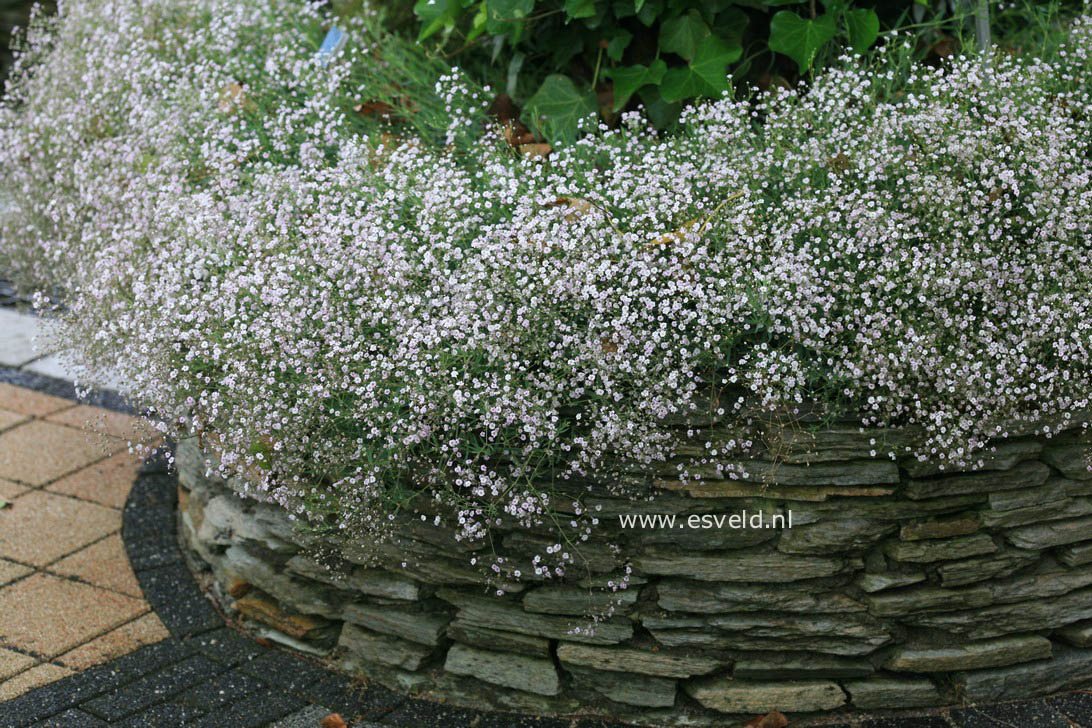 Gypsophila 'Rosenschleier'