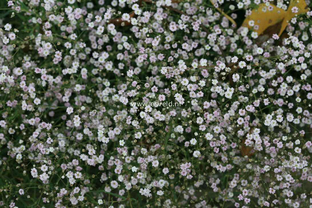 Gypsophila 'Rosenschleier'