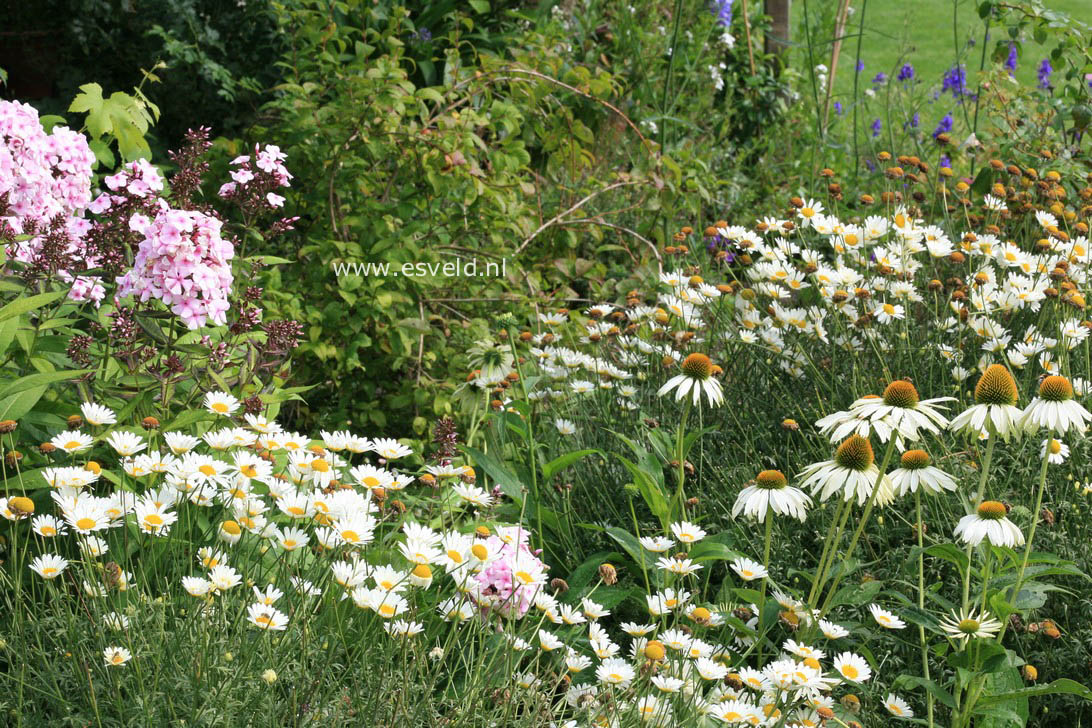 Anthemis hybrida 'Sauce Hollandaise'