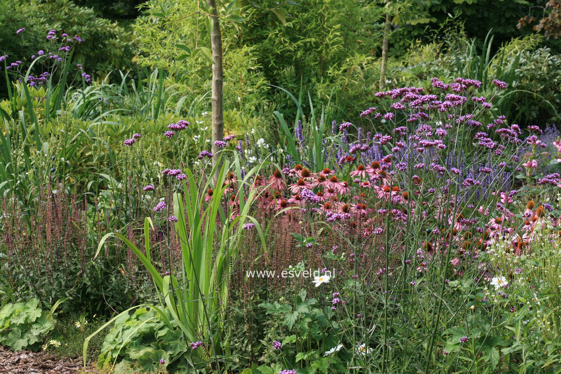 Verbena bonariensis