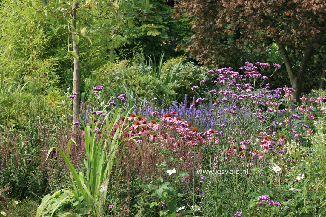 Echinacea purpurea 'Kim's Knee High'