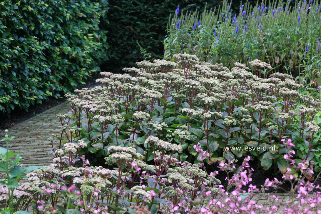 Sedum 'Matrona'