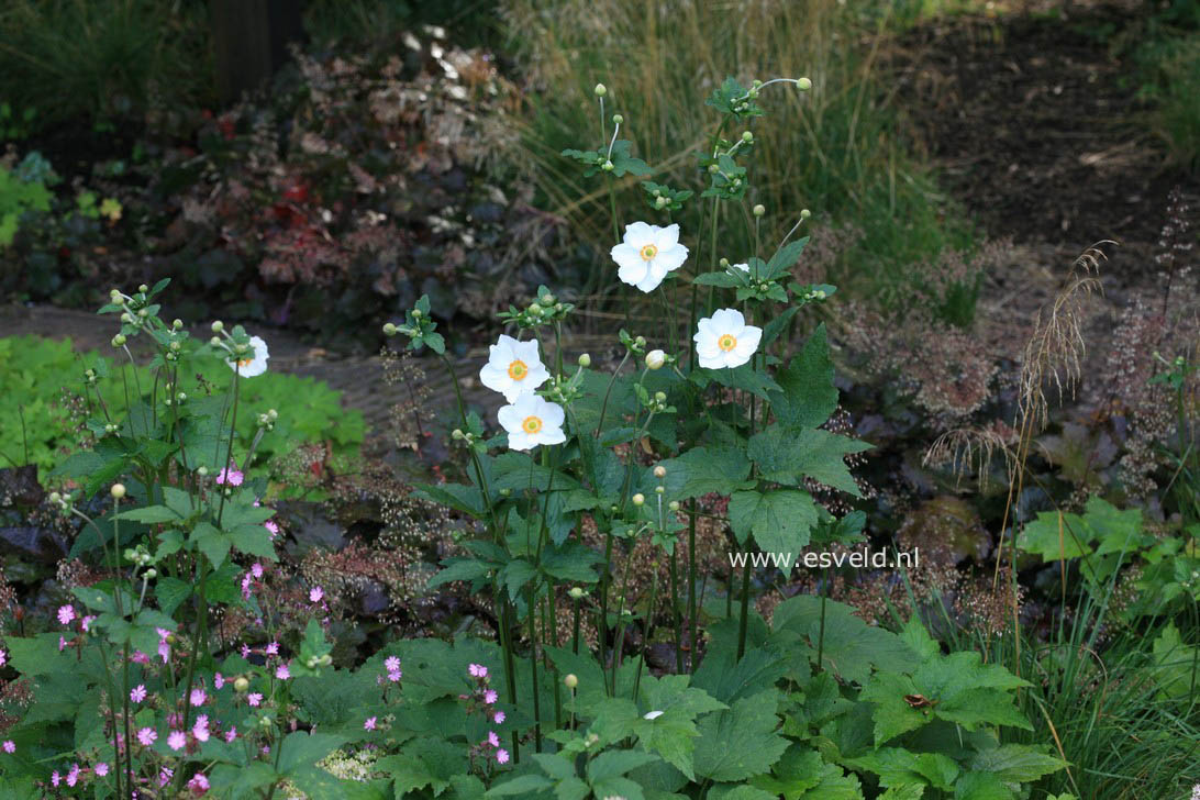 Anemone hybrida 'Honorine Jobert'