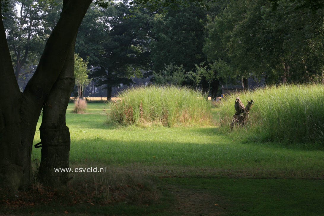 Miscanthus sinensis 'Gracillimus'