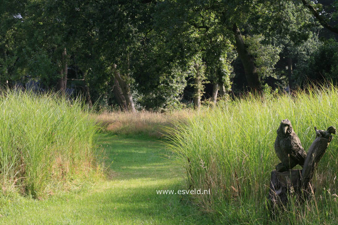 Miscanthus sinensis 'Gracillimus'