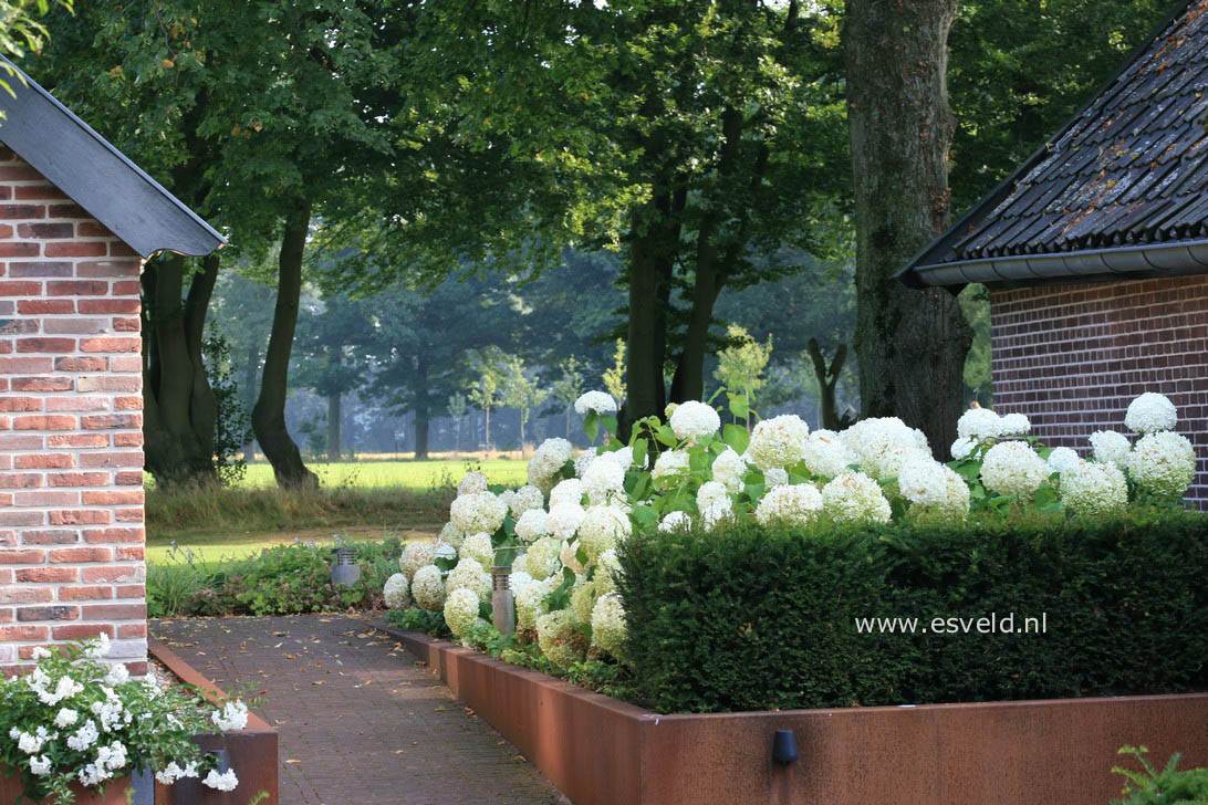 Hydrangea arborescens 'Annabelle'