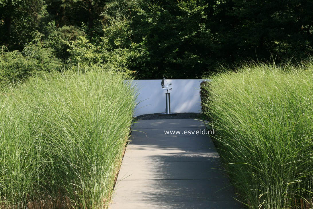 Miscanthus sinensis 'Gracillimus'