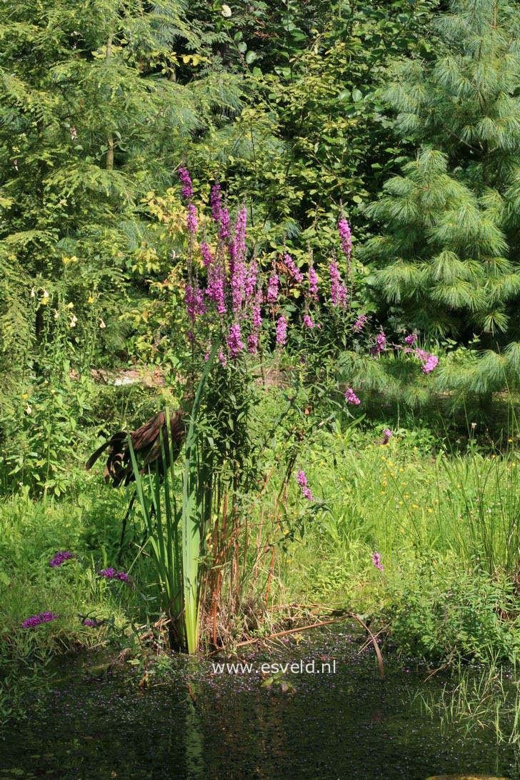 Lythrum salicaria