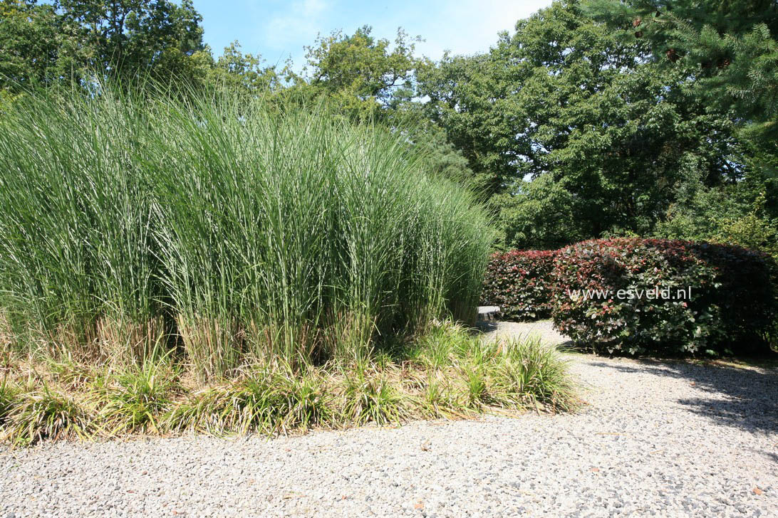 Miscanthus sinensis 'Gracillimus'