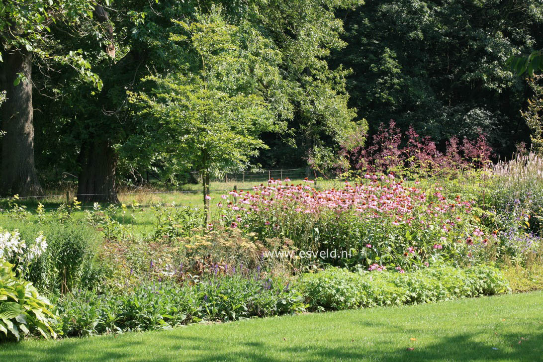 Echinacea purpurea