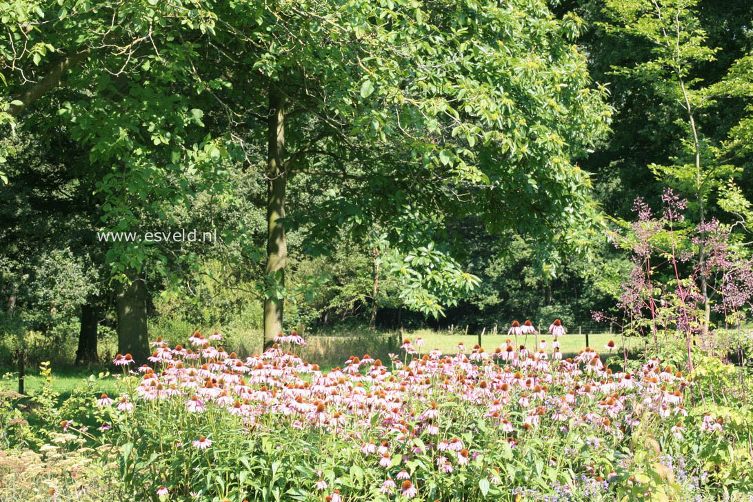 Echinacea purpurea