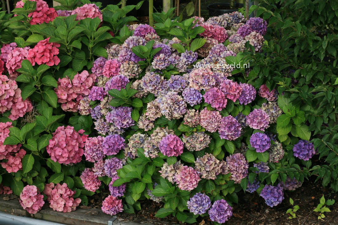 Hydrangea macrophylla 'Early Blue'