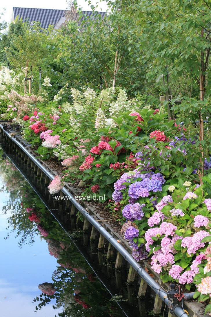 Hydrangea macrophylla