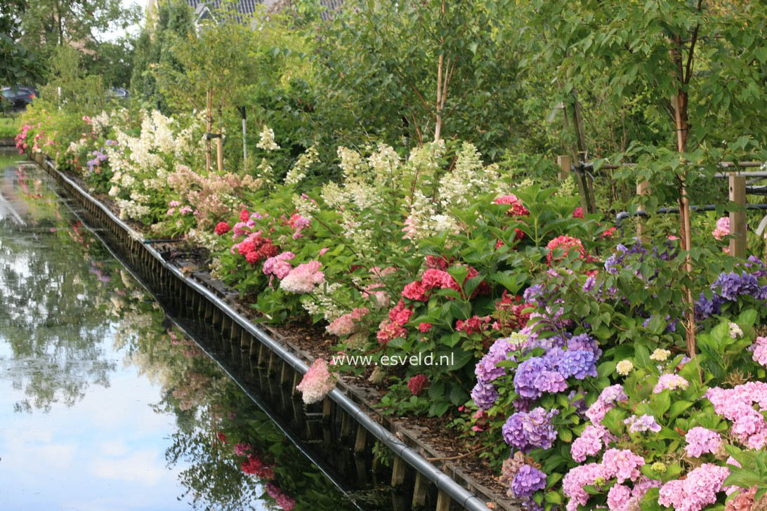 Hydrangea macrophylla