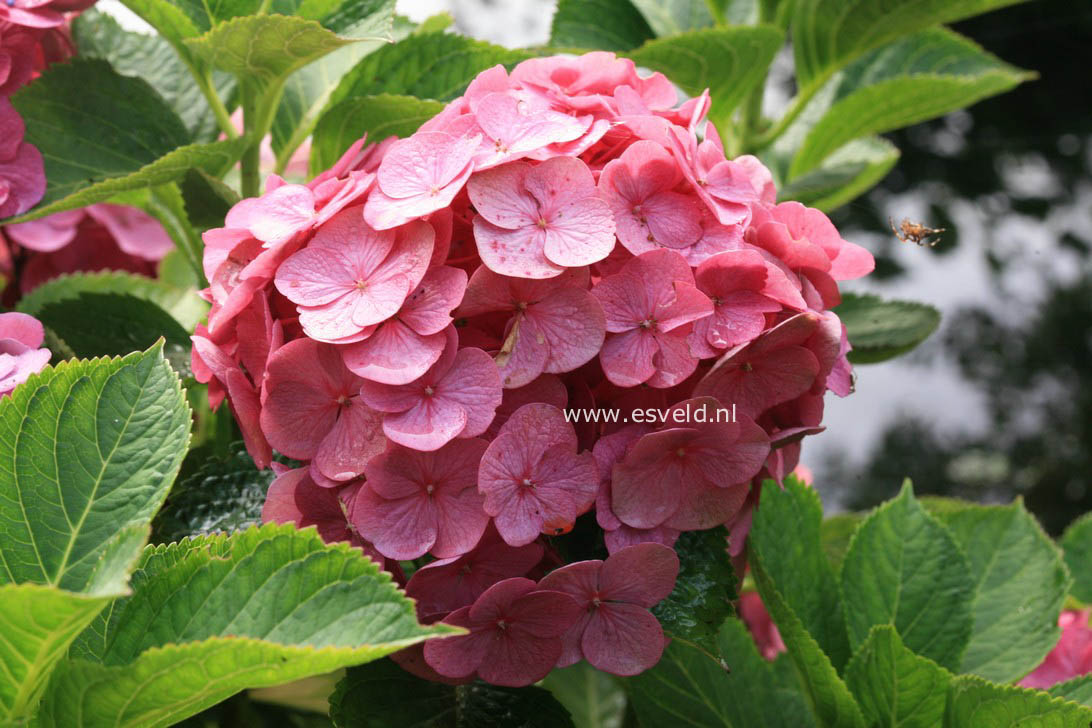 Hydrangea macrophylla 'Eugen Hahn'